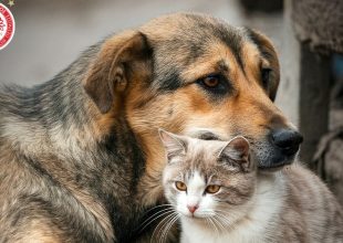 Ολυμπιακός: “Υιοθέτησε ένα αδέσποτο ζώο, σώσε μία ζωή”