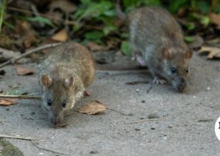 Ζάκυνθος: Επιβεβαιώθηκε ο θάνατος άνδρα από λεπτοσπείρωση