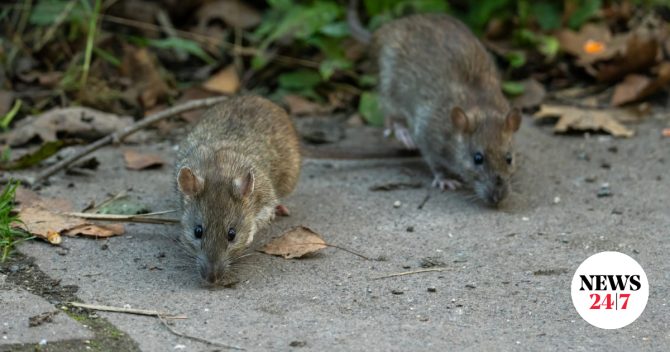 Ζάκυνθος: Επιβεβαιώθηκε ο θάνατος άνδρα από λεπτοσπείρωση