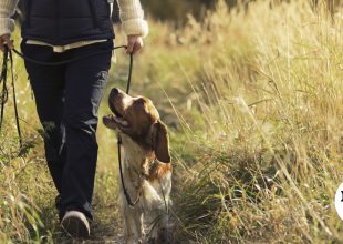 Θεσσαλονίκη: Εξαγοράσιμη ποινή 15 μηνών και πρόστιμο 5.000 ευρώ σε 46χρονο για πώληση σκύλου