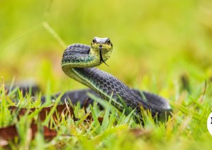 Σύρος: Οχιά δάγκωσε 13χρονο – Νοσηλεύεται σε σοβαρή κατάσταση