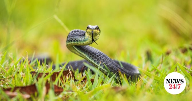 Σύρος: Οχιά δάγκωσε 13χρονο – Νοσηλεύεται σε σοβαρή κατάσταση