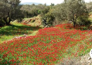“Έχει η πλάση κοκκινίσει” στη Χίο – Άνθισαν οι άγριες τουλίπες της Λαμπρής