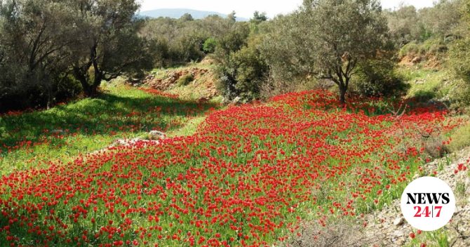 “Έχει η πλάση κοκκινίσει” στη Χίο – Άνθισαν οι άγριες τουλίπες της Λαμπρής
