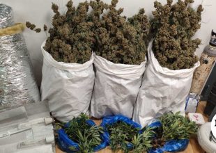 Εντοπισμός υδροπονικής καλλιέργειας κάνναβης σε οικία στην Κερατέα