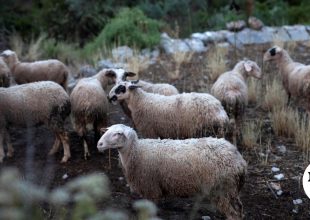 Ευλογιά των αιγοπροβάτων: Στα 2.172 τα επιβεβαιωμένα κρούσματα