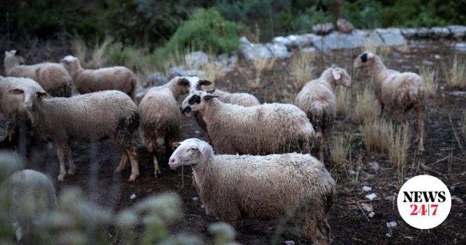 Ευλογιά των αιγοπροβάτων: Στα 2.172 τα επιβεβαιωμένα κρούσματα
