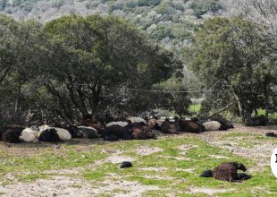 Ανησυχία για τον αφθώδη πυρετό στη Λέσβο – Σύσκεψη για μέτρα βιοασφάλειας