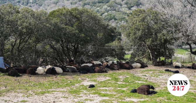Ανησυχία για τον αφθώδη πυρετό στη Λέσβο – Σύσκεψη για μέτρα βιοασφάλειας