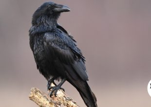 Θεσσαλονίκη: Κοράκι επιτέθηκε σε περαστικούς