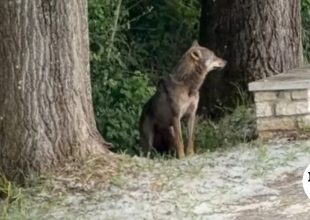 Συναγερμός στα Ιωάννινα μετά την εμφάνιση λύκου στον παραλίμνιο πεζόδρομο