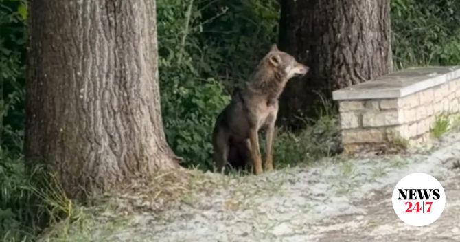 Συναγερμός στα Ιωάννινα μετά την εμφάνιση λύκου στον παραλίμνιο πεζόδρομο