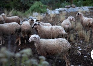 Πρώτο κρούσμα ευλογιάς αιγοπροβάτων στην Πελοπόννησο