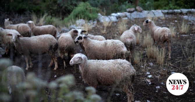 Πρώτο κρούσμα ευλογιάς αιγοπροβάτων στην Πελοπόννησο
