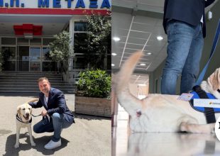 “Έπιασε δουλειά” στο νοσοκομείο Μεταξά ο πρώτος σκύλος θεραπείας