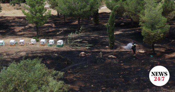 Αθώος ο μελισσοκόμος που συνελήφθη για την φωτιά στο Άλσος Βεΐκου