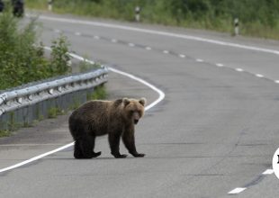 Γρεβενά: Ι.Χ. συγκρούστηκε με αρκούδα