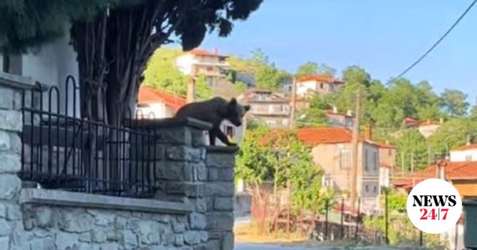 Γρεβενά: Αρκουδάκι έκανε βόλτα σε χωριό