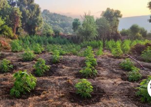 Μεσσηνία: Εντοπίστηκε μεγάλη φυτεία δενδρυλλίων κάνναβης