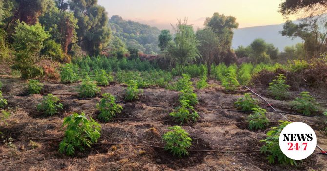 Μεσσηνία: Εντοπίστηκε μεγάλη φυτεία δενδρυλλίων κάνναβης