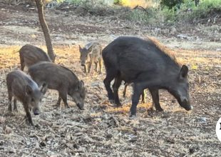 Συναγερμός στη Βραυρώνα: Αγριογούρουνα βγήκαν στους δρόμους