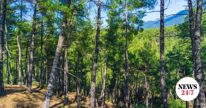 Θεσσαλονίκη: Απαγόρευση κυκλοφορίας σε δάση λόγω υψηλού κινδύνου πυρκαγιάς