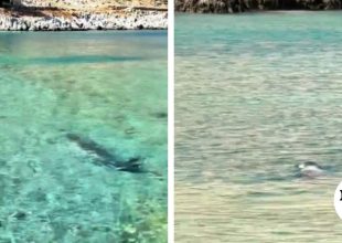 Βίντεο: Φώκια κολύμπησε δίπλα σε λουόμενους σε παραλία στη Σύμη