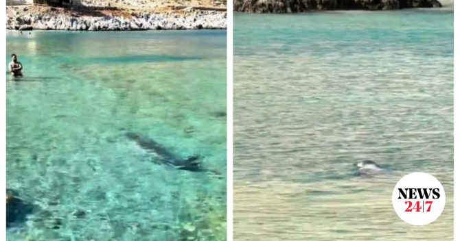Βίντεο: Φώκια κολύμπησε δίπλα σε λουόμενους σε παραλία στη Σύμη
