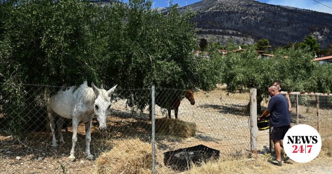 Στα καμένα σπίτια για να σώσουν ζωές: Συγκλονιστικές διασώσεις ζώων από το ΔΙΚΕΠΑΖ