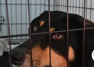 Σώθηκαν πάνω από 100 ζώα στο πρόχειρο καταφύγιο στα Βίλια