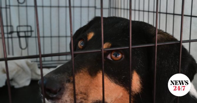 Σώθηκαν πάνω από 100 ζώα στο πρόχειρο καταφύγιο στα Βίλια