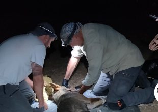 Θεσσαλονίκη: Εντοπίστηκε ο λύκος που είχε επιτεθεί σε 4χρονο παιδί