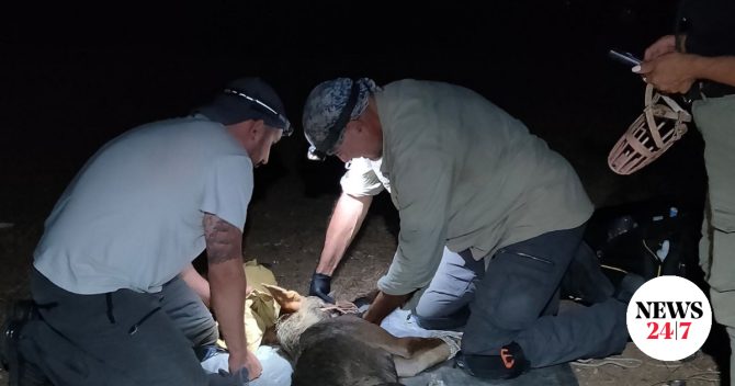 Θεσσαλονίκη: Εντοπίστηκε ο λύκος που είχε επιτεθεί σε 4χρονο παιδί