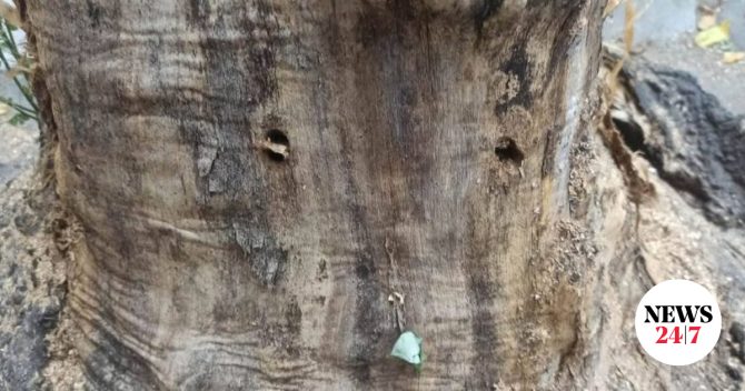 Θεσσαλονίκη: Άγνωστοι τρύπησαν και δηλητηρίασαν δέντρα στο κέντρο της πόλης
