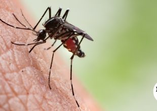 Η Αττική στο επίκεντρο της έξαρσης του ιού του Δυτικού Νείλου
