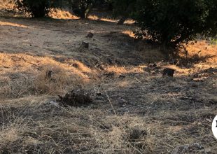 Λόφος Φιλοπάππου: Εργασίες καθαρισμού από τον Δήμο Αθηναίων μετά το δημοσίευμα του NEWS 24/7