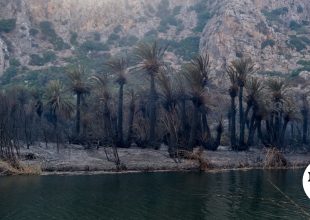 Φωτιά στο Ρέθυμνο: Πότε θα γίνει ξανά πράσινο το φοινικόδασος της Πρέβελης