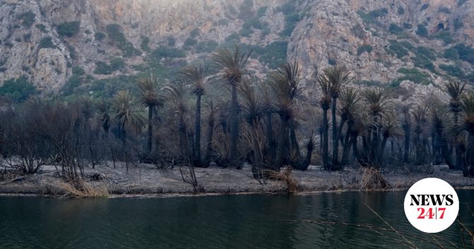 Φωτιά στο Ρέθυμνο: Πότε θα γίνει ξανά πράσινο το φοινικόδασος της Πρέβελης