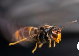 Κύμη: Πέθανε 64χρονος μετά από τσίμπημα σφήκας