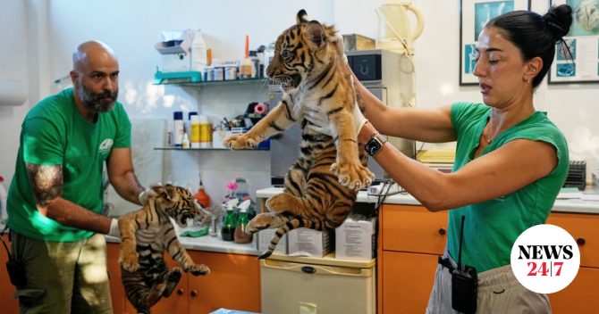 Τρεις τίγρεις της Σουμάτρας γεννήθηκαν στο Αττικό Ζωολογικό Πάρκο – Είναι οι πιο σπάνιες στον κόσμο