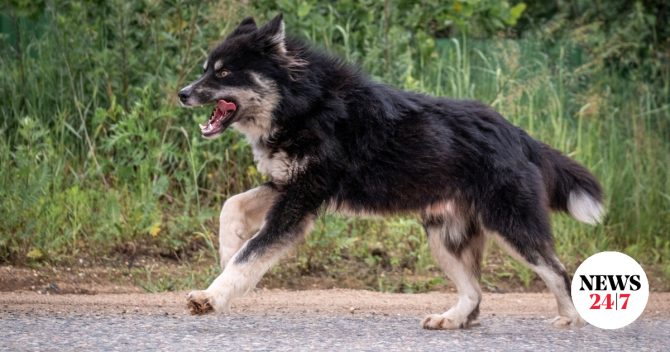 Στο νοσοκομείο 7χρονη μετά από δάγκωμα σκύλου στη Νέα Σμύρνη