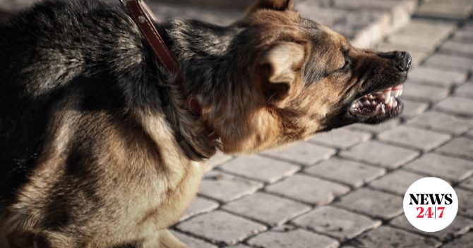 Βούλα: Σύλληψη συγγενικού προσώπου του Τσιτσιπά για την επίθεση των σκύλων