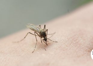 Ιός Δυτικού Νείλου: 70χρονος από την Κρήτη νοσηλεύτηκε στη ΜΕΘ
