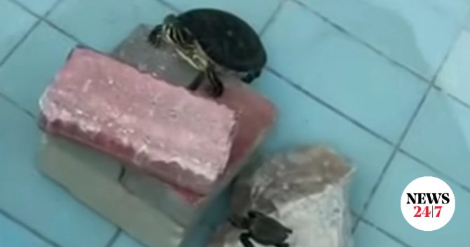 Χανιά: Έβαλαν νεοσσούς θαλάσσιας χελώνας σε δεξαμενή εστιατορίου με γλυκό νερό
